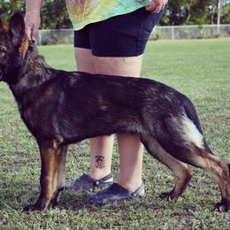 German Shepherd Puppies from Key Star German Shepherds