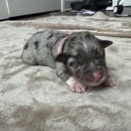 Australian Shepherd Puppies from Madeline Lee