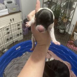 Golden Retriever and Greyhound Puppies from K and E Kennels