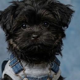 Shih Tzus, Shorkies, and Yorkshire Terriers from Yorkie  And Shih Tzu Love