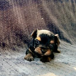 Louis - Black and tan male Yorkshire Terrier puppy in Pryor Creek, Oklahoma from DK’s Littles & Co