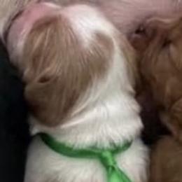 Girl 4 - female Cavapoo puppy in Smithfield, Utah from Shoemaker Farm & Cavapoo Kennel