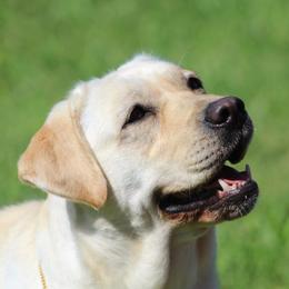 Truffle - Labrador Retriever
