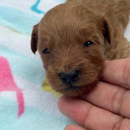 Boy 2 - Red  male Goldendoodle puppy in Haleyville, Alabama from Susan’s Prefurred Doodles