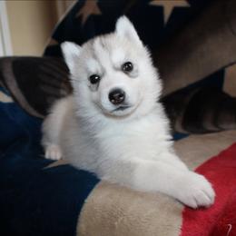 Charizard - Gray and white male Siberian Husky puppy in Le Sueur, Minnesota from Tevana Siberians LLC