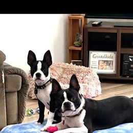 Callie - Boston Terrier