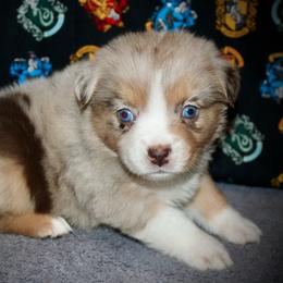 Peach - Red merle female Australian Shepherd puppy in El Dorado Springs, Missouri from HP Aussie Kennels
