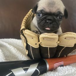 Mae - Fawn female Pug puppy in Hanover, Virginia from Pure Pugs