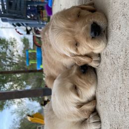 Golden Retriever Puppies from Castle Country Companions