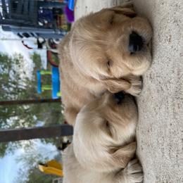 Golden Retriever Puppies from Castle Country Companions