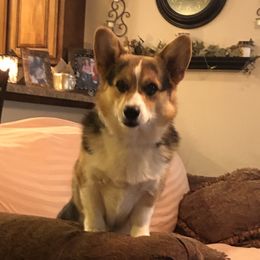 Remi - Pembroke Welsh Corgi
