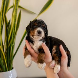 Otter - male Golden Mountain Doodle puppy in New River, Arizona from Sonoran Standard Doodles