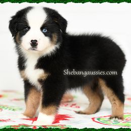 Joy - Black tri female Miniature Australian Shepherd puppy in Ellsinore, Missouri from Shebang Aussies