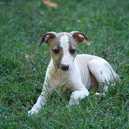 Italian Greyhound Puppies from Uwharrie
