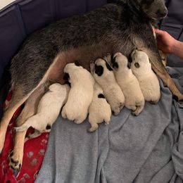 Australian Cattle Dog Puppies from LoveAHeeler