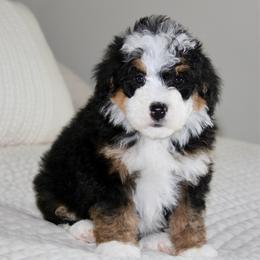 Archie - Tri-color male Bernedoodle puppy in Apple Creek, Ohio from Cuddle Paws