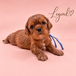 Legend - Ruby male Cavalier King Charles Spaniel puppy in Mayo, Florida from Kingston’s Cavaliers