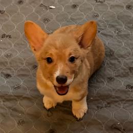 Girl Purple Collar - Red female Pembroke Welsh Corgi puppy in Boonville, Indiana from M&J Country Kennels