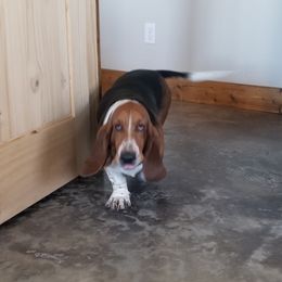 Dolly - Basset Hound