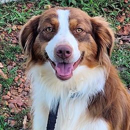 Cinnamon - Australian Shepherd puppy in Puryear, Tennessee from Double G Ranch