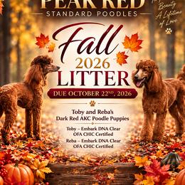 Poodle puppies from Peak Red Standard Poodles