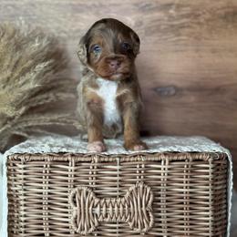 Pink Girl-Phantom Brown Merle - Merle female Goldendoodle puppy in Lowville, New York from DM Hilltop FURfamily