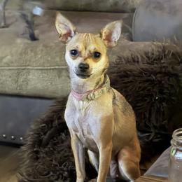 Bella - Chihuahua
