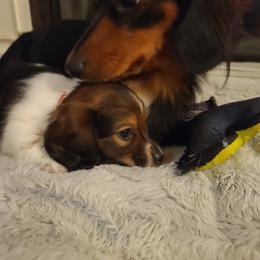 Dachshund Puppies from Belinda's little darlings dachshunds