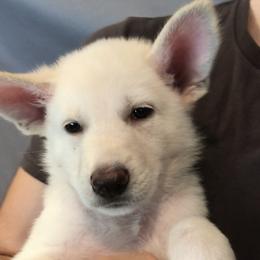 Boy 6 - White male German Shepherd puppy in Santa Rosa Valley, California from Diamond White German Shepherds