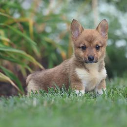 Lucy - Red female Pembroke Welsh Corgi puppy in Narvon, Pennsylvania from Corgi Companions