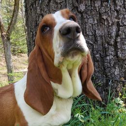 Gunny Gump - Basset Hound