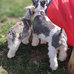 Miniature Schnauzer Puppies from PartiLife Miniature Schnauzers