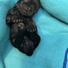 Leo (tiny lion) boy pup 1 - Black male Shih Tzu puppy in Hematite, Missouri from Free Range Shih Tzus