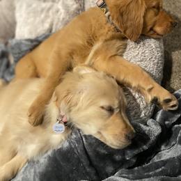 Golden Retriever Puppies from DeClercks Goldens