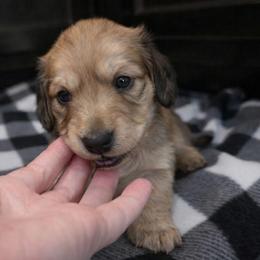 Shaded Cream Female - Limited AKC - Cream female Dachshund puppy in Nashville, Tennessee from Farmhouse Sausages - Located in TN delivers all over US including California