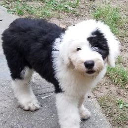 Old English Sheepdog Puppies from Phoenix Old English Sheepdogs