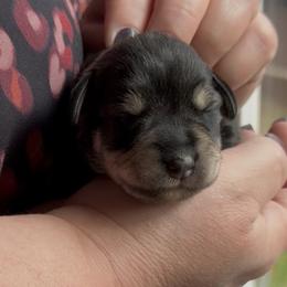 Cooper - Salt and pepper male Miniature Schnauzer puppy in Hull, Georgia from Ardent Miniature Schnauzers of Athens