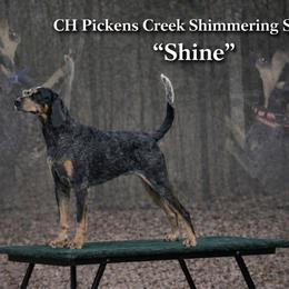 Shine - Bluetick Coonhound