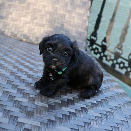 Celia Cruz - Black female Havanese puppy in Hamptonville, North Carolina from Alabama Havanese Kennel