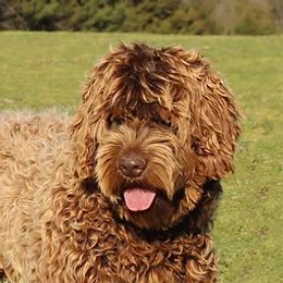Grace - Australian Labradoodle