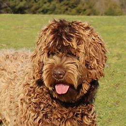 Grace - Australian Labradoodle