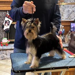 Yorkshire Terrier Puppies from PasTyme Yorkshire Terriers
