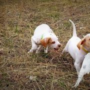 Pointer and Weimaraner Puppies from Silvershot Weimaraners and Pointers