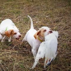 Pointer and Weimaraner Puppies from Silvershot Weimaraners and Pointers