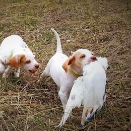 Pointer and Weimaraner Puppies from Silvershot Weimaraners and Pointers
