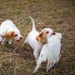 Pointer and Weimaraner Puppies from Silvershot Weimaraners and Pointers