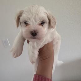 Boy 1 - White male Havanese puppy in Morriston, Florida from OPA! Havanese (formerly Elysium Fields)