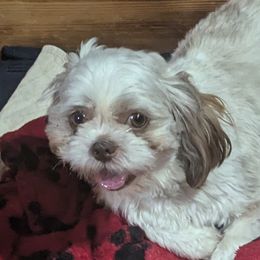 Foxy Rocky - Shih Tzu