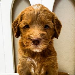 Odin - Red  male Goldendoodle puppy in Peoria, Arizona from Cactus Doods