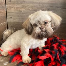 Kona - Shih Tzu